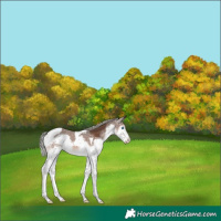 Horse Color:Liver Chestnut Mushroom Splash Tobiano 