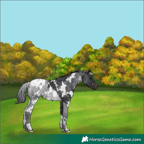 Horse Color:White Spotted Brown 