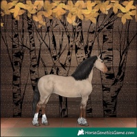 Horse Color:Liver Red Dun Tobiano 
