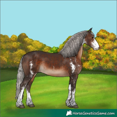 Horse Color:Silver Brown Sabino Rabicano 
