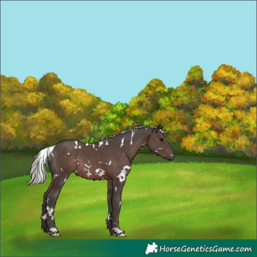 Horse Color:White Spotted Silver Black Rabicano 