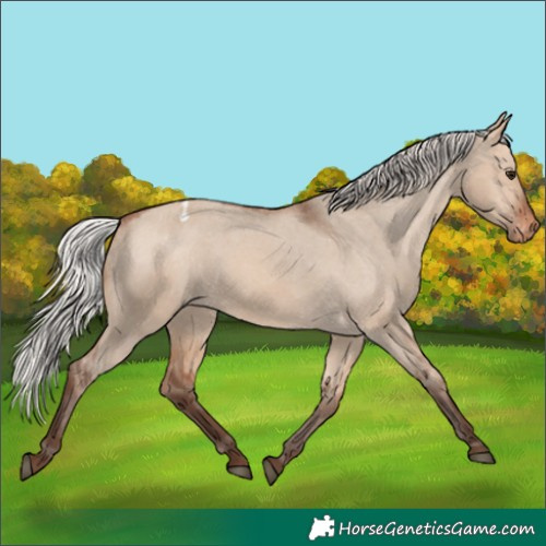 Horse Color:Silver Brown Dun Varnish 