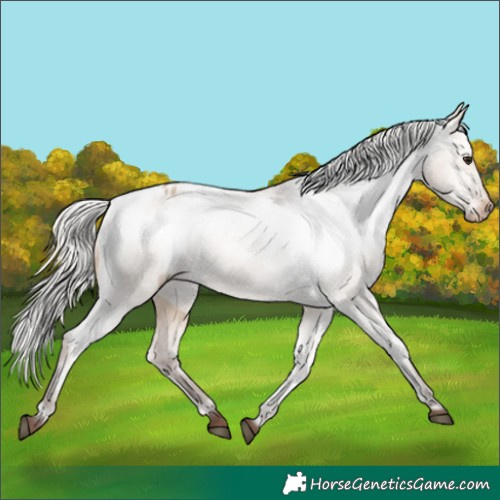 Horse Color:Silver Brown Dun Appaloosa 