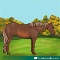 Horse Color:Chestnut Rabicano 