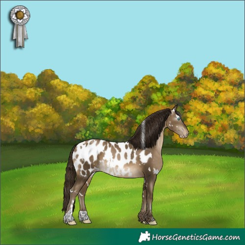 Horse Color:Gray White Spotted Buckskin Pearl Appaloosa 