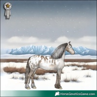 Horse Color:Gray White Spotted Buckskin Pearl Blanket 