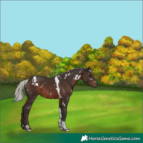 Horse Color:White Spotted Silver Brown Tobiano 