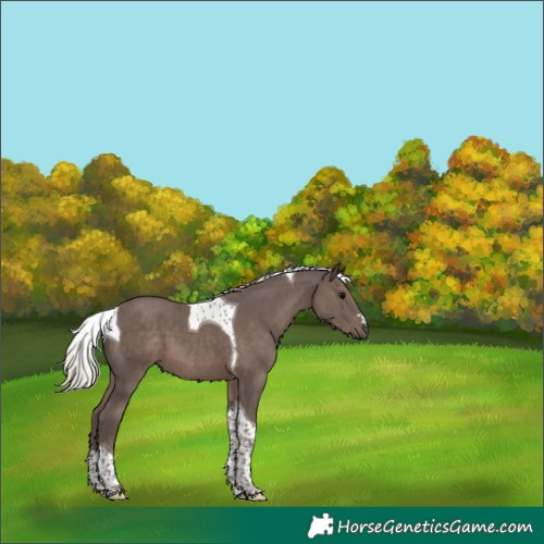 Horse Color:Silver Black Tobiano 