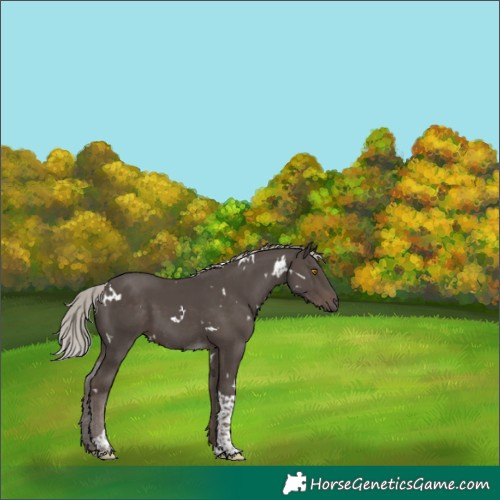 Horse Color:White Spotted Silver Black Tobiano 