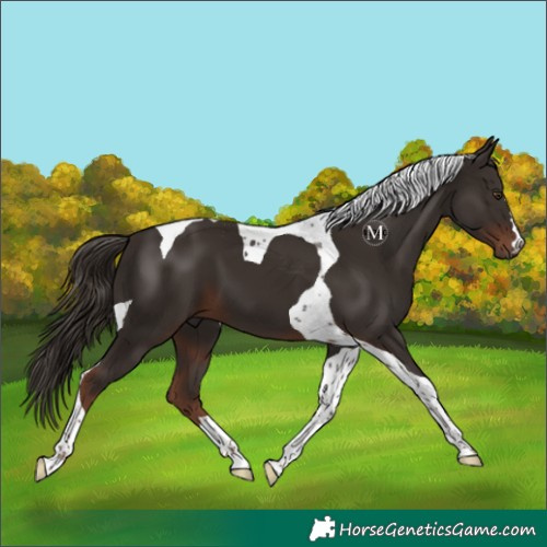 Horse Color:Liver Chestnut Tobiano 