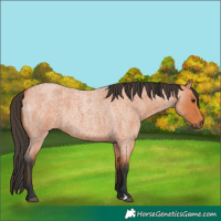 Horse Color:Bay Roan