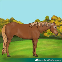 Horse Color:Gray Chestnut 