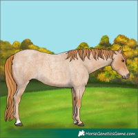 Horse Color:Red Roan 