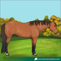 Horse Color:Bay 