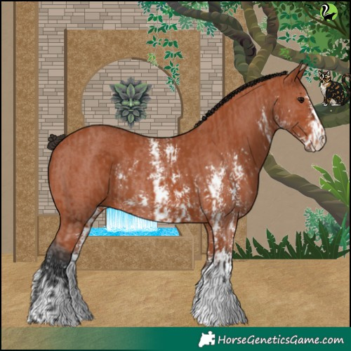 Horse Color:Bay Sabino Rabicano and Bay Sabino Rabicano