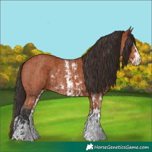 Horse Color:Bay Sabino Rabicano and Bay Sabino Rabicano