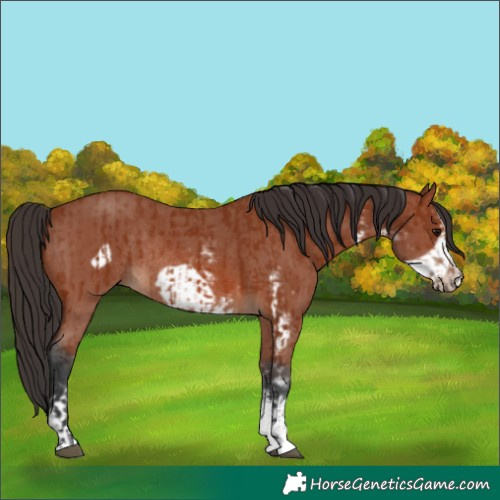 Horse Color:Bay Sabino Rabicano  and Bay Sabino Frame Rabicano 