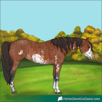 Horse Color:Bay Sabino Rabicano  and Bay Sabino Frame Rabicano 