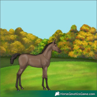 Horse Color:Liver Red Dun