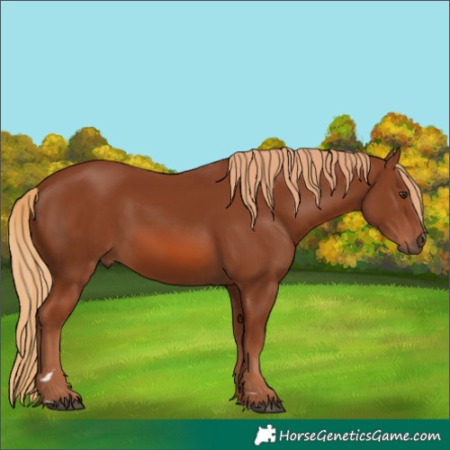 Horse Color:Chestnut 