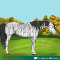 Horse Color:Blue Roan Sabino Splash and Blue Roan Sabino Splash