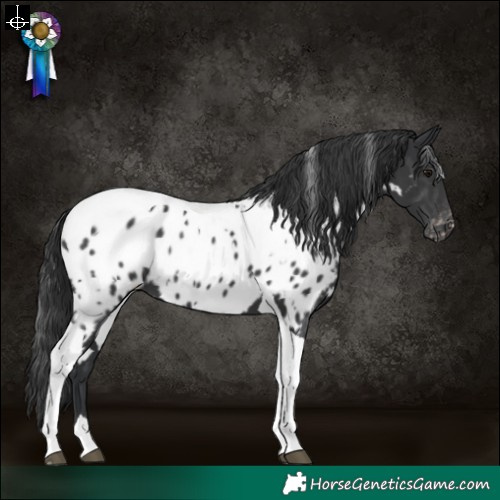 Horse Color:White Spotted Black Tobiano Appaloosa 