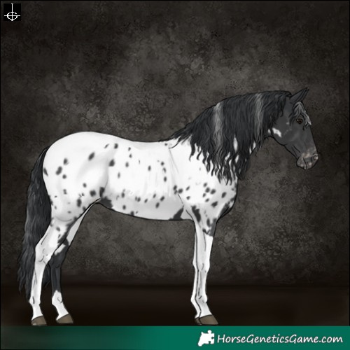 Horse Color:White Spotted Black Tobiano Appaloosa