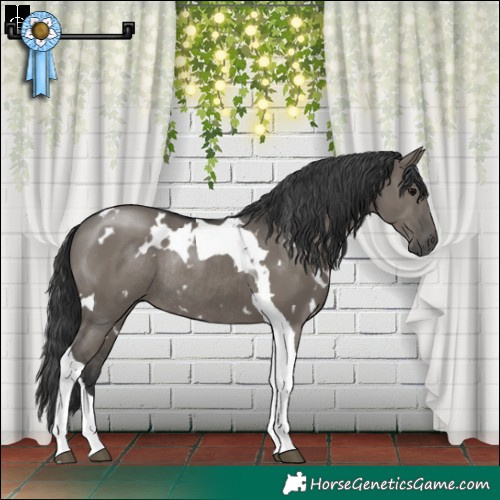 Horse Color:White Spotted Grullo Tobiano Rabicano 