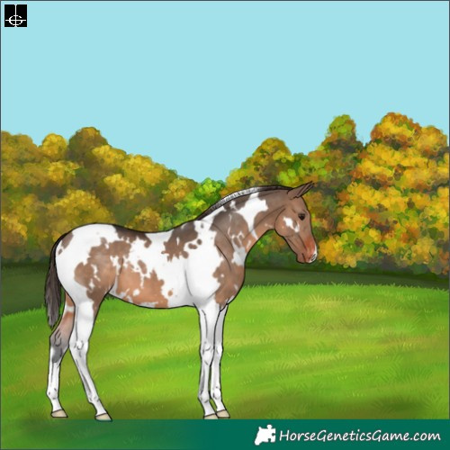 Horse Color:White Spotted Brown Dun Tobiano Varnish 