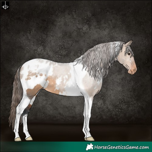 Horse Color:White Spotted Brown Dun Tobiano Blanket Rabicano 