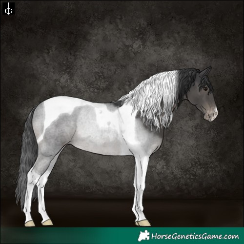 Horse Color:Black Tobiano Varnish Rabicano 