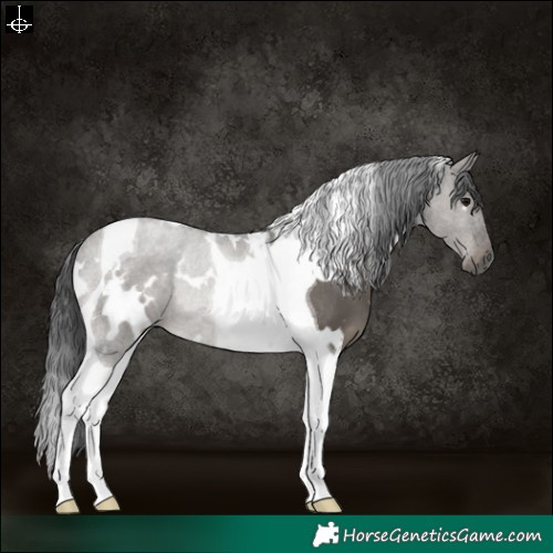 Horse Color:White Spotted Grullo Tobiano Rabicano 