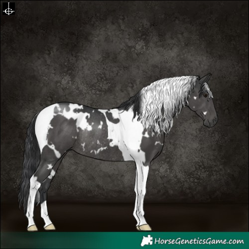 Horse Color:White Spotted Black Tobiano Rabicano 