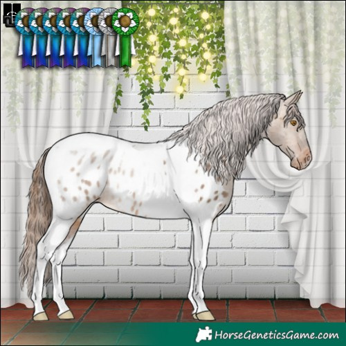 Horse Color:Brown Dun Tobiano Appaloosa Rabicano 