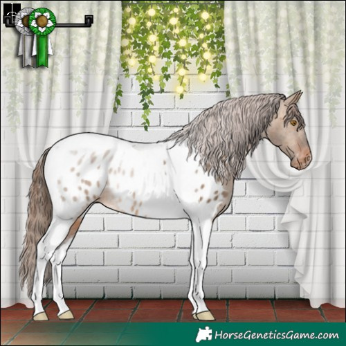 Horse Color:Brown Dun Tobiano Appaloosa Rabicano 