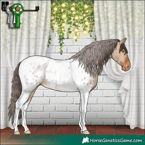 Horse Color:Brown Dun Tobiano Appaloosa Rabicano 