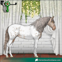 Horse Color:Brown Dun Tobiano Appaloosa Rabicano