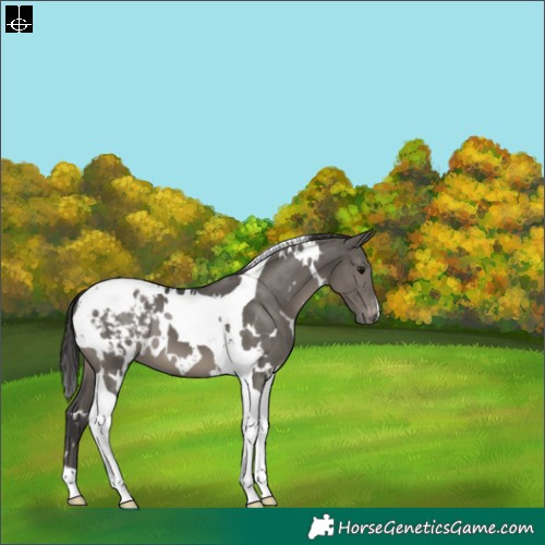 Horse Color:White Spotted Grullo Tobiano Blanket 