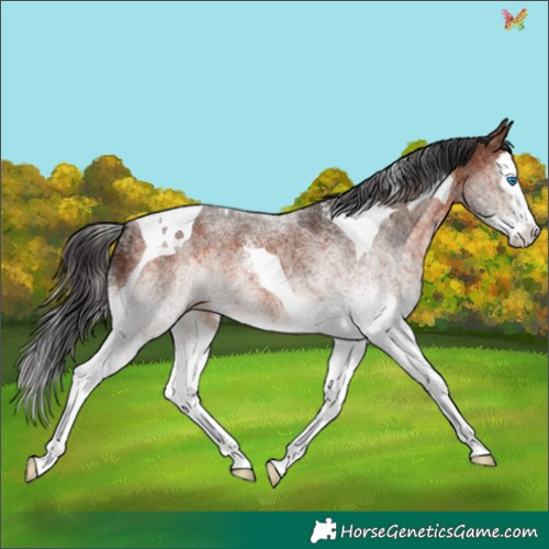 Horse Color:White Spotted Brown Splash Tobiano