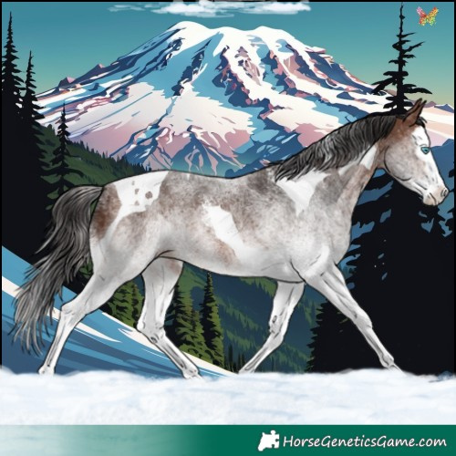 Horse Color:White Spotted Brown Splash Tobiano