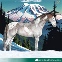 Horse Color:White Spotted Brown Splash Tobiano 