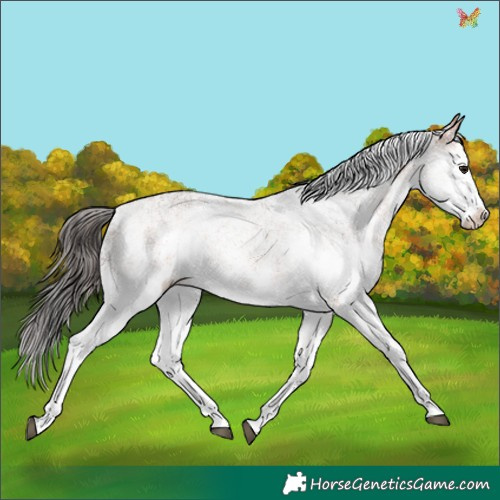 Horse Color:White Spotted Bay 