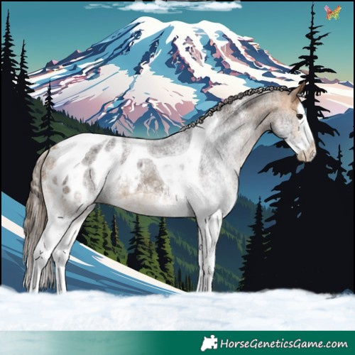Horse Color:White Spotted Buckskin Splash Tobiano Blanket 