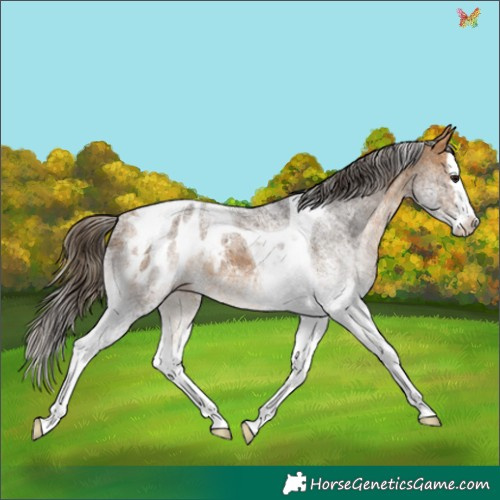 Horse Color:White Spotted Buckskin Splash Tobiano Appaloosa
