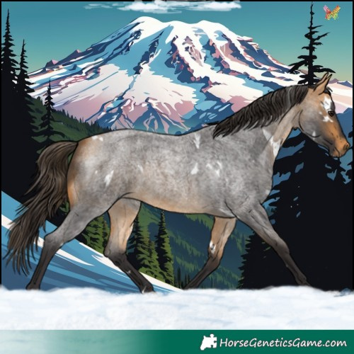 Horse Color:White Spotted Buckskin Roan