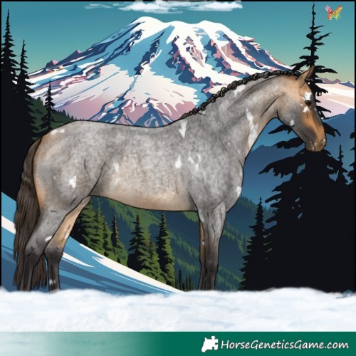 Horse Color:White Spotted Buckskin Roan 
