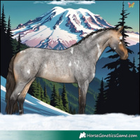 Horse Color:White Spotted Buckskin Roan