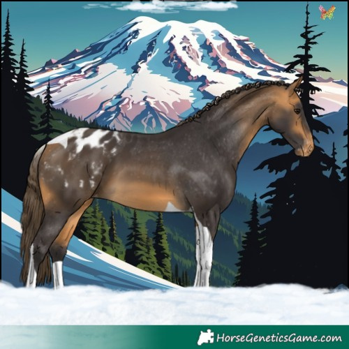 Horse Color:Buckskin Tobiano Blanket