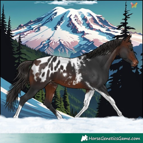 Horse Color:Brown Tobiano Appaloosa 
