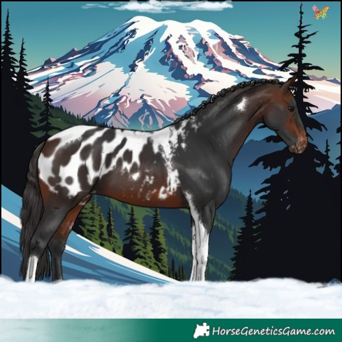 Horse Color:Brown Tobiano Blanket 